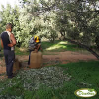 Olive harvest 7