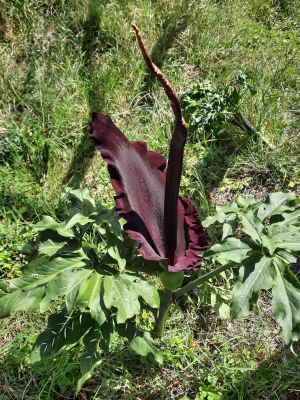 Drakenplant (Dracunculis Vulgaris)